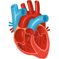 Photo of heart and valves.