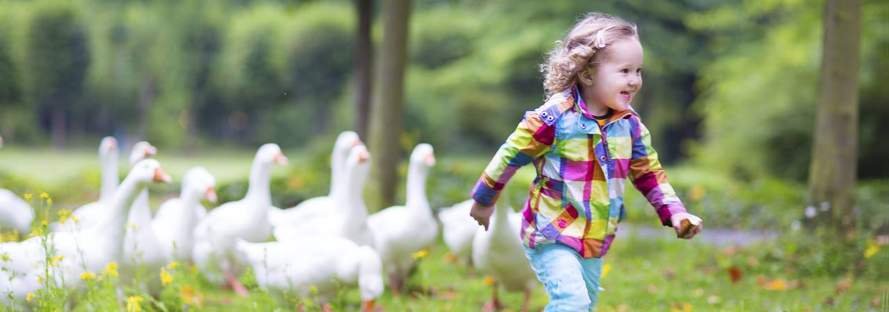 Photo of young girl running with ducks.